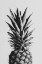 Picture of PINEAPPLE BLACK A WHITE 02