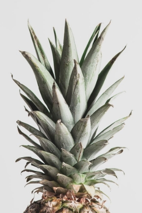Picture of PINEAPPLE NATURAL 02