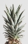 Picture of PINEAPPLE NATURAL 02
