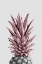 Picture of PINEAPPLE PINK 04