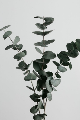 Picture of EUCALYPTUS NATURAL 01