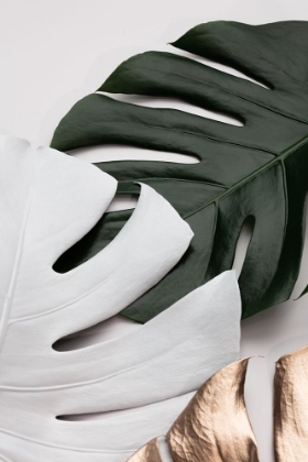 Picture of MONSTERA COLORS 01