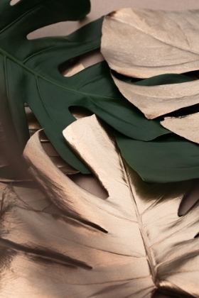 Picture of MONSTERA MIX 01
