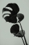 Picture of MONSTERA TEAL 01
