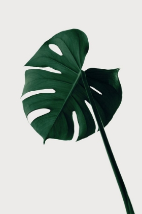 Picture of MONSTERA NATURAL 07
