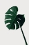 Picture of MONSTERA NATURAL 07
