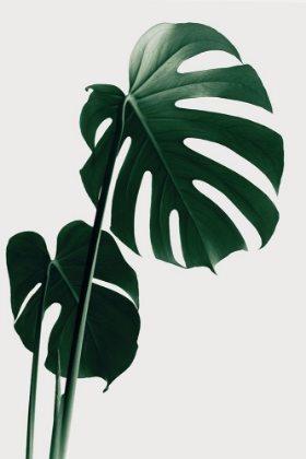 Picture of MONSTERA NATURAL 16