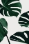 Picture of MONSTERA NATURAL 20