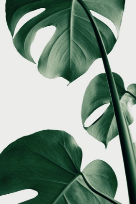 Picture of MONSTERA NATURAL 37
