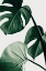 Picture of MONSTERA NATURAL 42