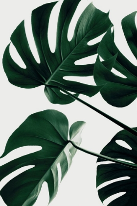 Picture of MONSTERA NATURAL 43