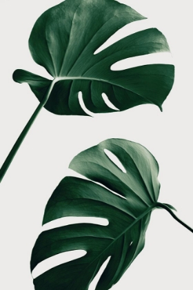 Picture of MONSTERA NATURAL 46