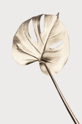 Picture of MONSTERA GOLD 05