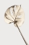 Picture of MONSTERA GOLD 05