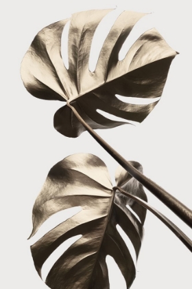 Picture of MONSTERA GOLD 08