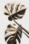 Picture of MONSTERA GOLD 08