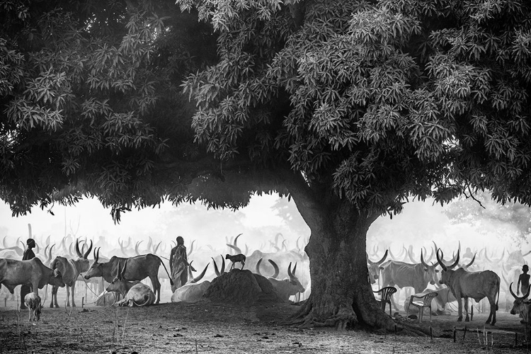 Picture of THE MANGO TREE