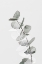 Picture of EUCALYPTUS CREATIVE 05