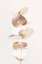 Picture of EUCALYPTUS CREATIVE GOLD 04