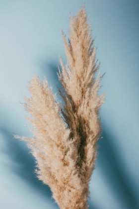 Picture of PAMPAS GRASS BLUE