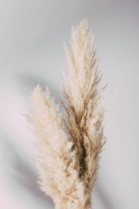 Picture of PAMPAS GRASS GREY