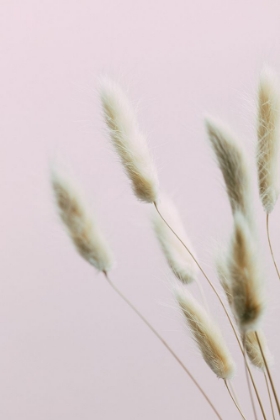 Picture of BUNNY GRASS PINK 02