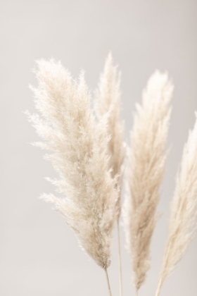 Picture of PAMPAS GRASS GREY 02