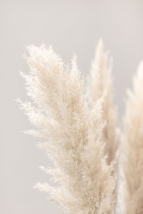 Picture of PAMPAS GRASS GREY 03