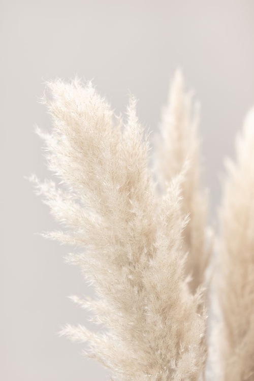 Picture of PAMPAS GRASS GREY 03