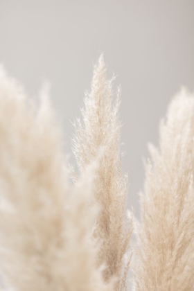Picture of PAMPAS GRASS GREY 04