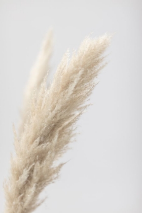 Picture of PAMPAS GRASS GREY 07