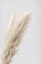 Picture of PAMPAS GRASS GREY 07