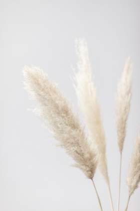 Picture of PAMPAS GRASS GREY 08