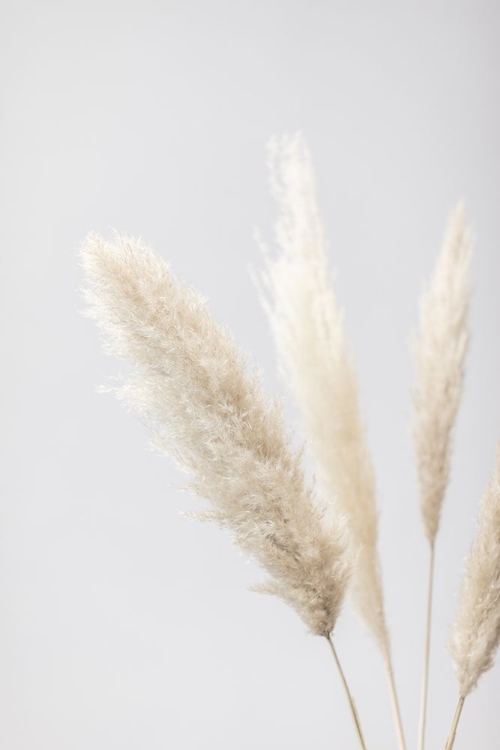 Picture of PAMPAS GRASS GREY 08