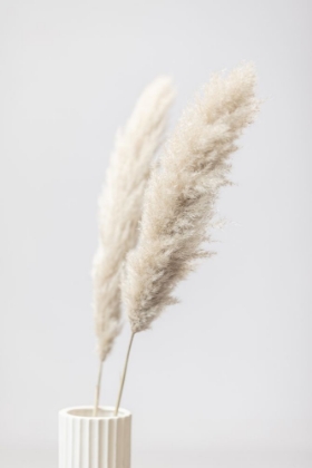 Picture of PAMPAS GRASS GREY 11