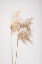 Picture of REED GRASS GREY 02