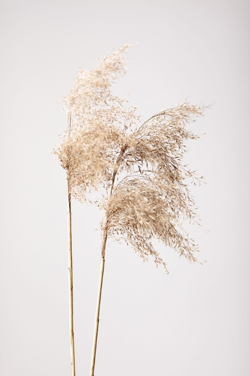 Picture of REED GRASS GREY 02