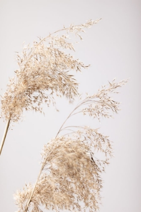 Picture of REED GRASS GREY 06