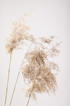 Picture of REED GRASS GREY 07
