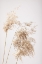 Picture of REED GRASS GREY 07