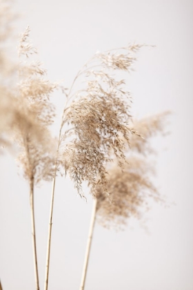 Picture of REED GRASS GREY 09