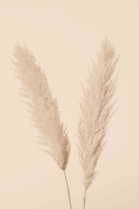 Picture of PAMPAS GRASS BEIGE 01