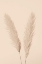 Picture of PAMPAS GRASS BEIGE 01