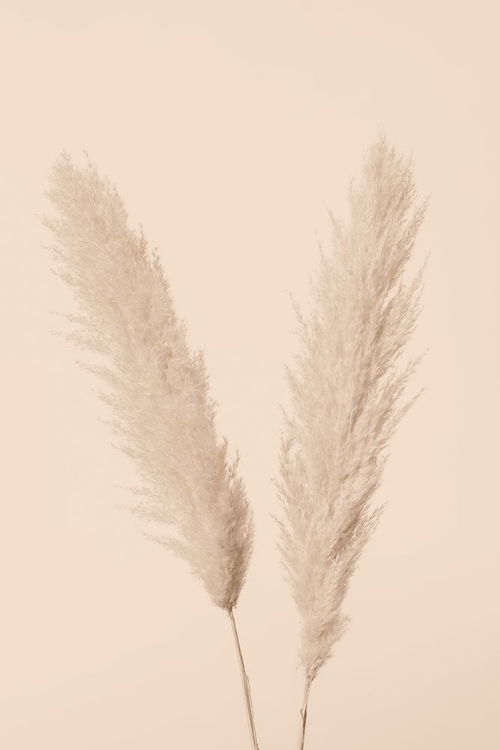 Picture of PAMPAS GRASS BEIGE 01