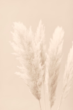 Picture of PAMPAS GRASS BEIGE 02