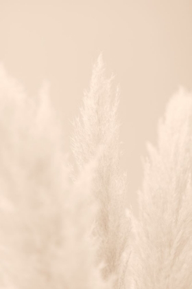 Picture of PAMPAS GRASS BEIGE 04