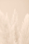 Picture of PAMPAS GRASS BEIGE 04