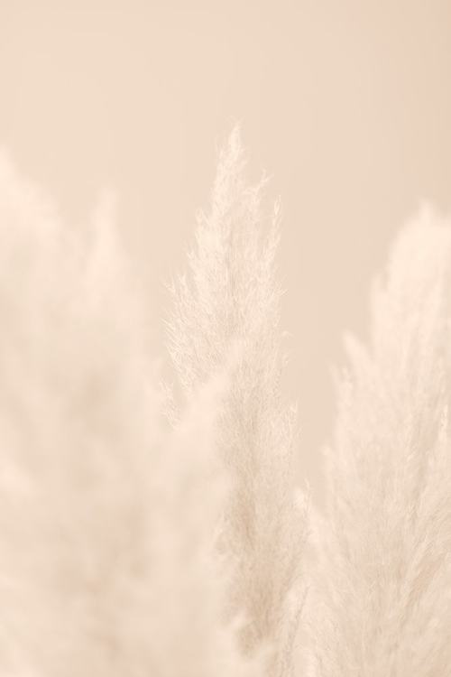 Picture of PAMPAS GRASS BEIGE 04