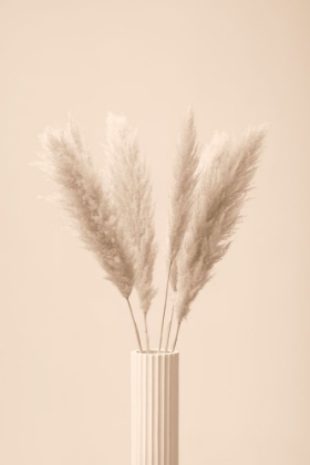 Picture of PAMPAS GRASS BEIGE 11