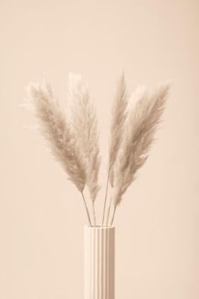 Picture of PAMPAS GRASS BEIGE 11